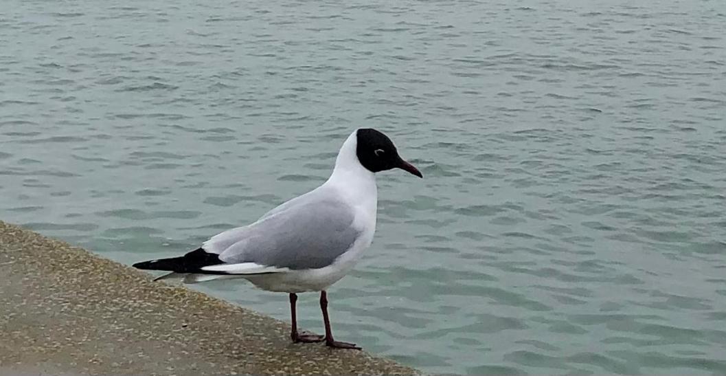 Nuit Insolite Sur Un Voilier Au Coeur De La Rochelle لا روشيل المظهر الخارجي الصورة